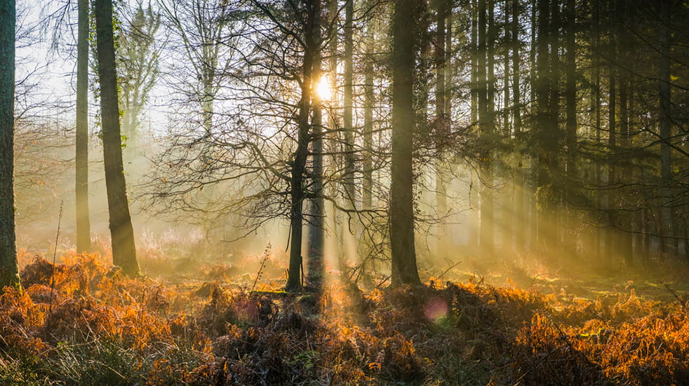 Mountain biking in Forest of Dean - landscape